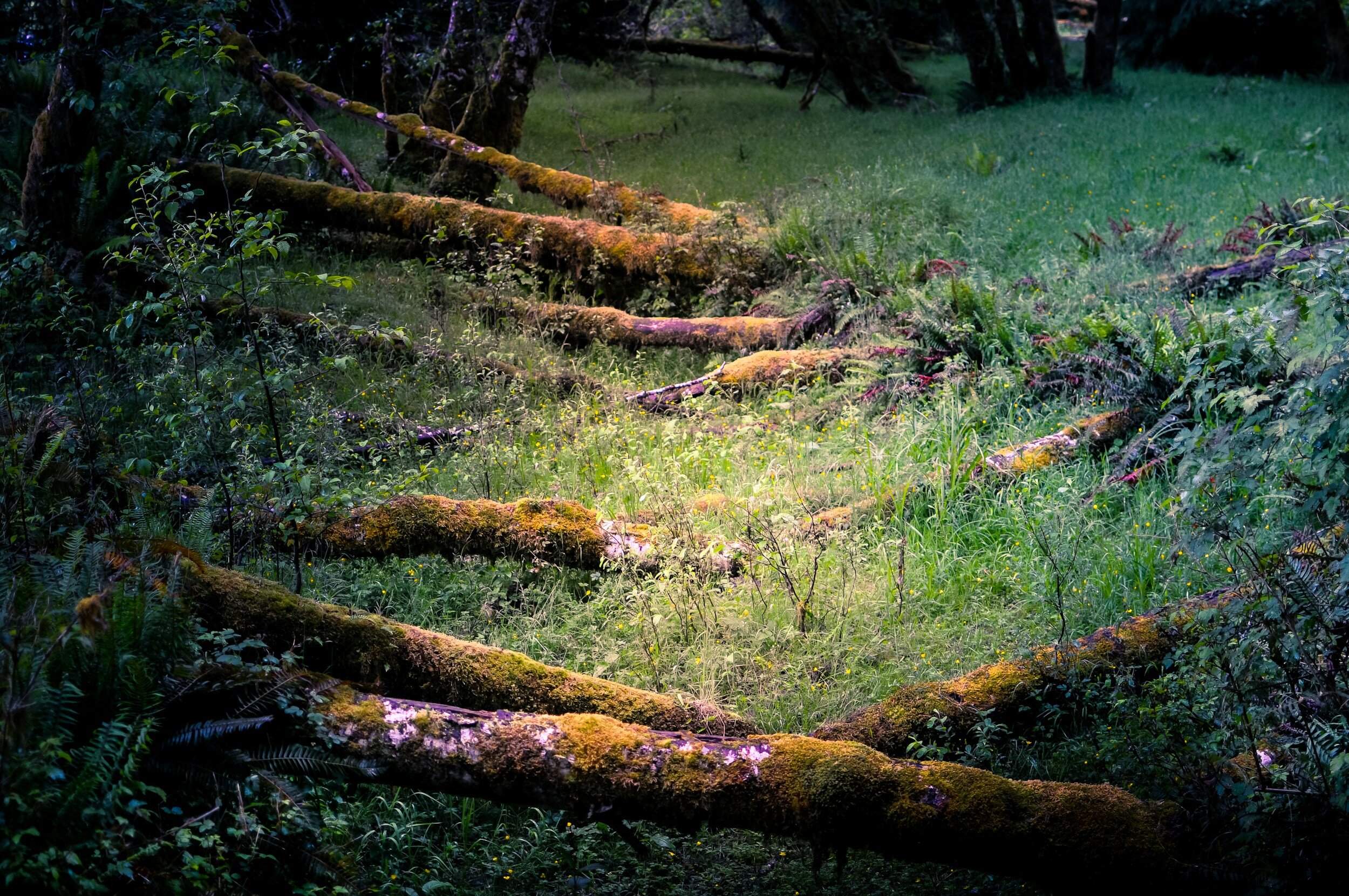 When a Tree Falls