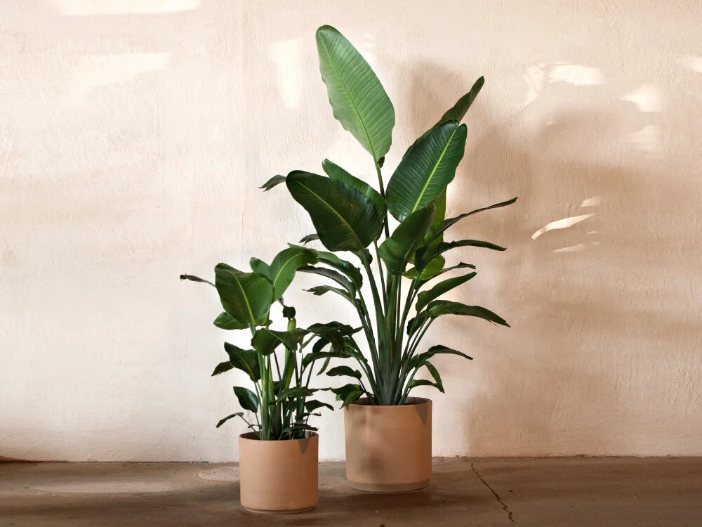 HIGHLIGHT — Plants — Mother Co., Plants