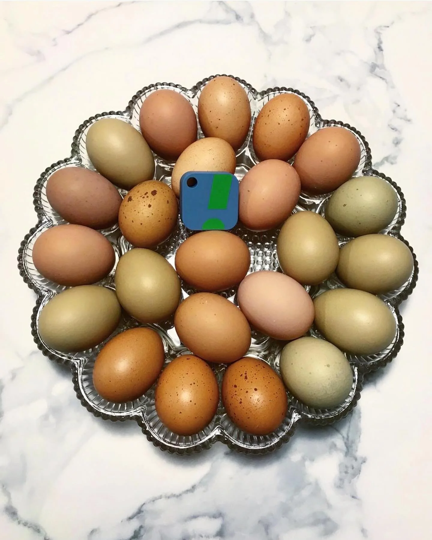 Maximize your hatch rates with SensorPush!  Our wireless smart sensors allow you to monitor the temperature and humidity of any space you desire over time, including your incubator or chicken coop. 
*
Many thanks to @zephyr_creek_farms for this terri