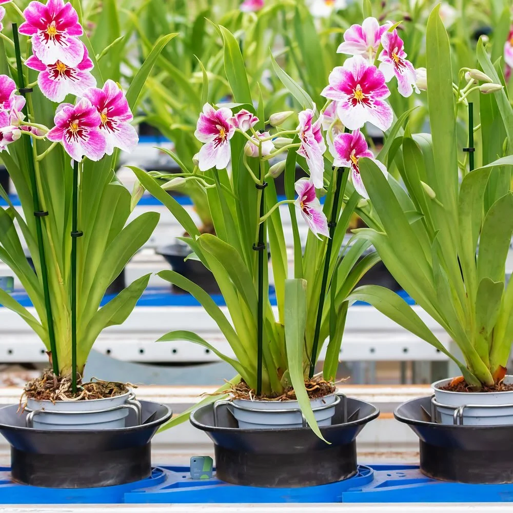 Most orchids hail from tropical environments and need high humidity to thrive.  Monitoring humidity levels for indoor orchids is important to prevent dehydration, support growth, and to mimic an orchid&rsquo;s natural habitat.
***
A wireless smart se