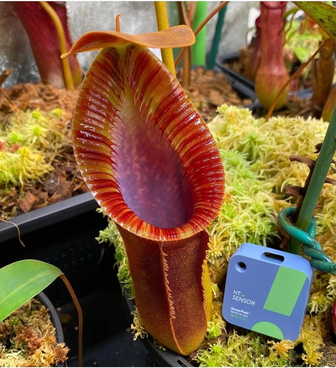 Give your environments a boost and track patterns over time with SensorPush wireless smart sensors.  Protect your plants and whatever else matters to you most.  SensorPush monitors and keeps you aware of conditions with alerts for temperature, humidi