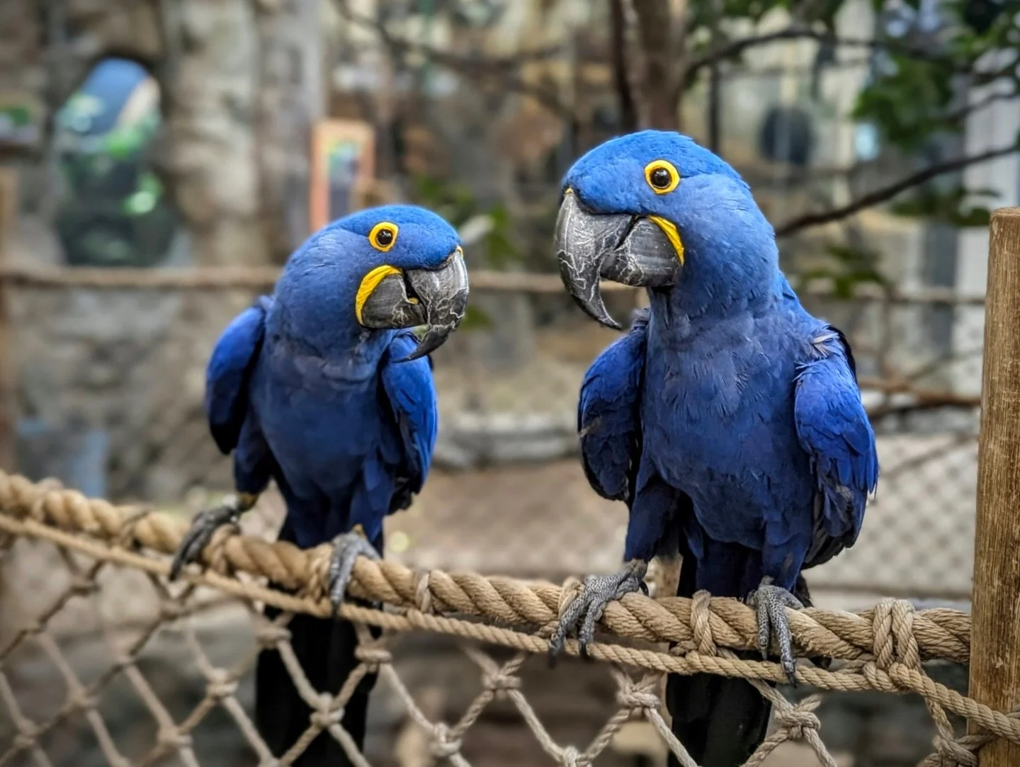 The battery in SensorPush wireless smart sensors generally has a one- to two-year lifespan, often closer to two (longer in warm conditions and less in extreme cold). Thankfully, the CR2477 model battery is replaceable, and the process of changing thi