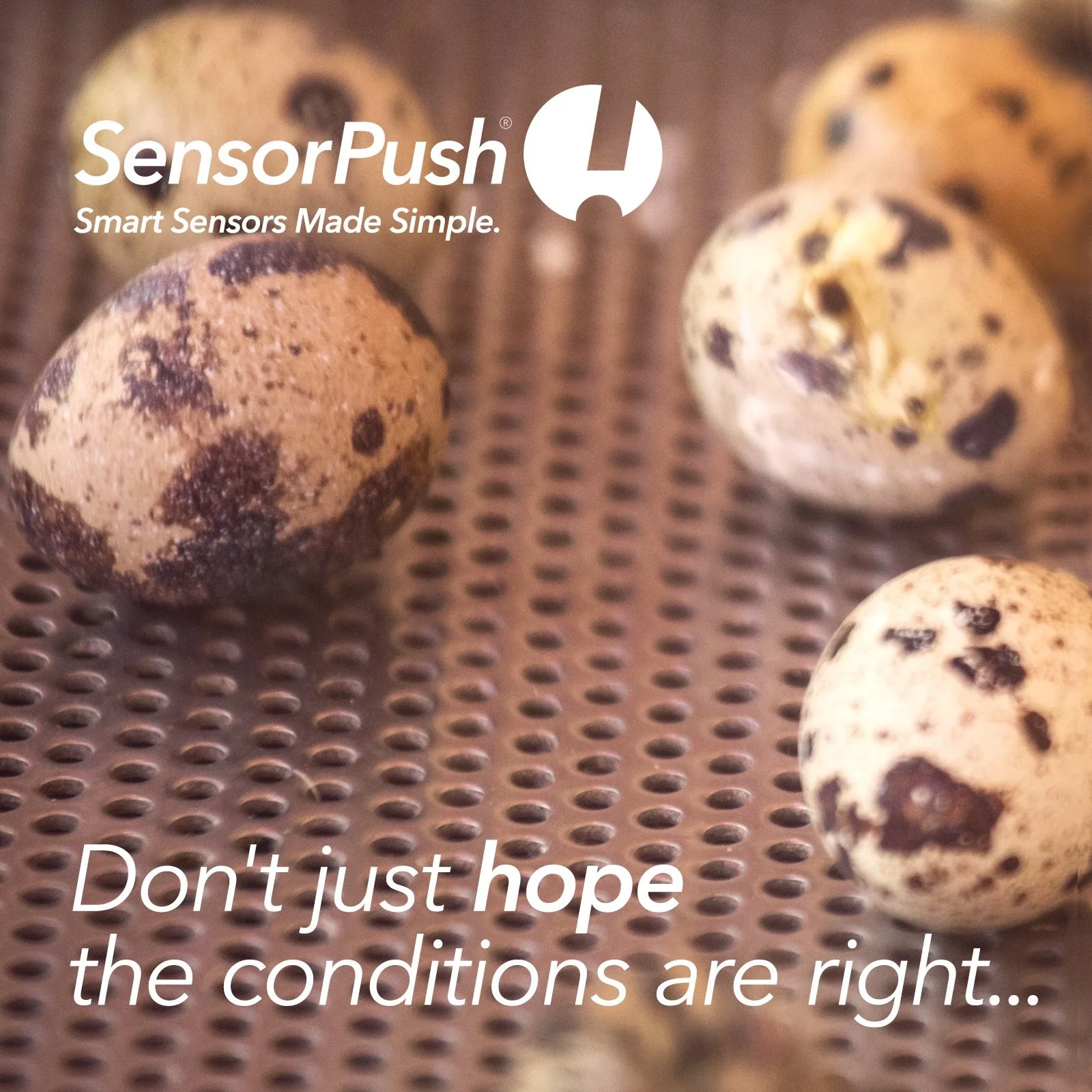 Incubating quail eggs requires precision, especially regarding temperature and humidity. 
🐣
SensorPush&nbsp;allows you to monitor the temperature and humidity of any space you desire, including your incubator or coop.  This state-of-the-art technolo