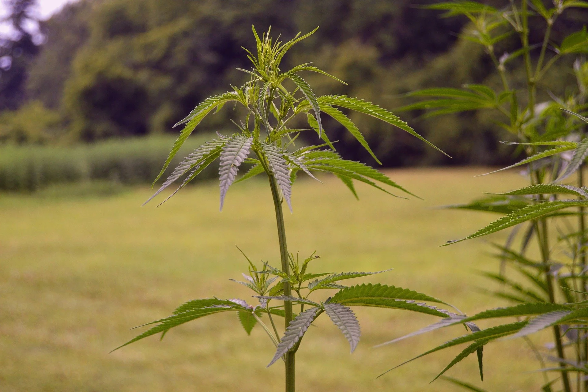 hemp-2540730_1920.jpg