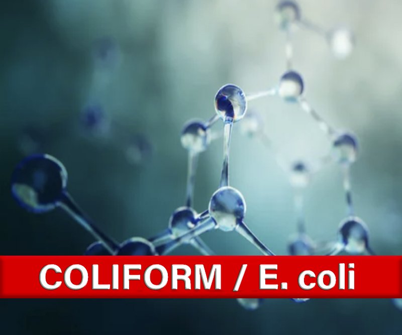 Coliform-ecoli.jpg