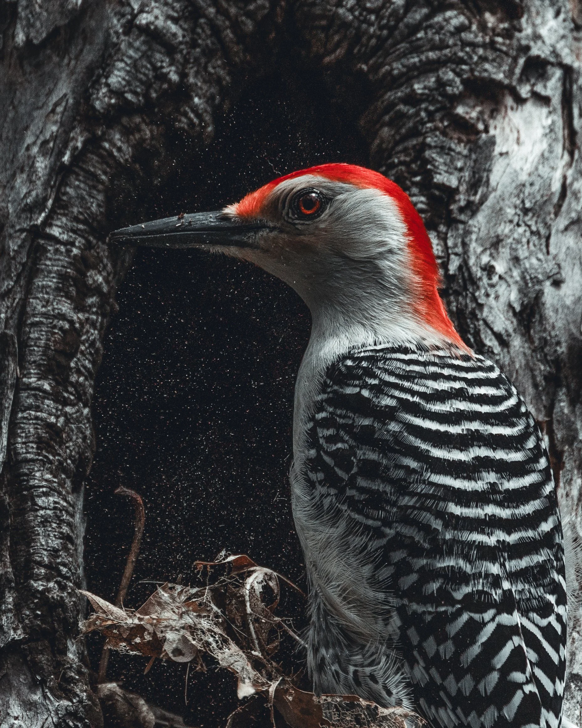 REDBELLY3-2crop.jpg