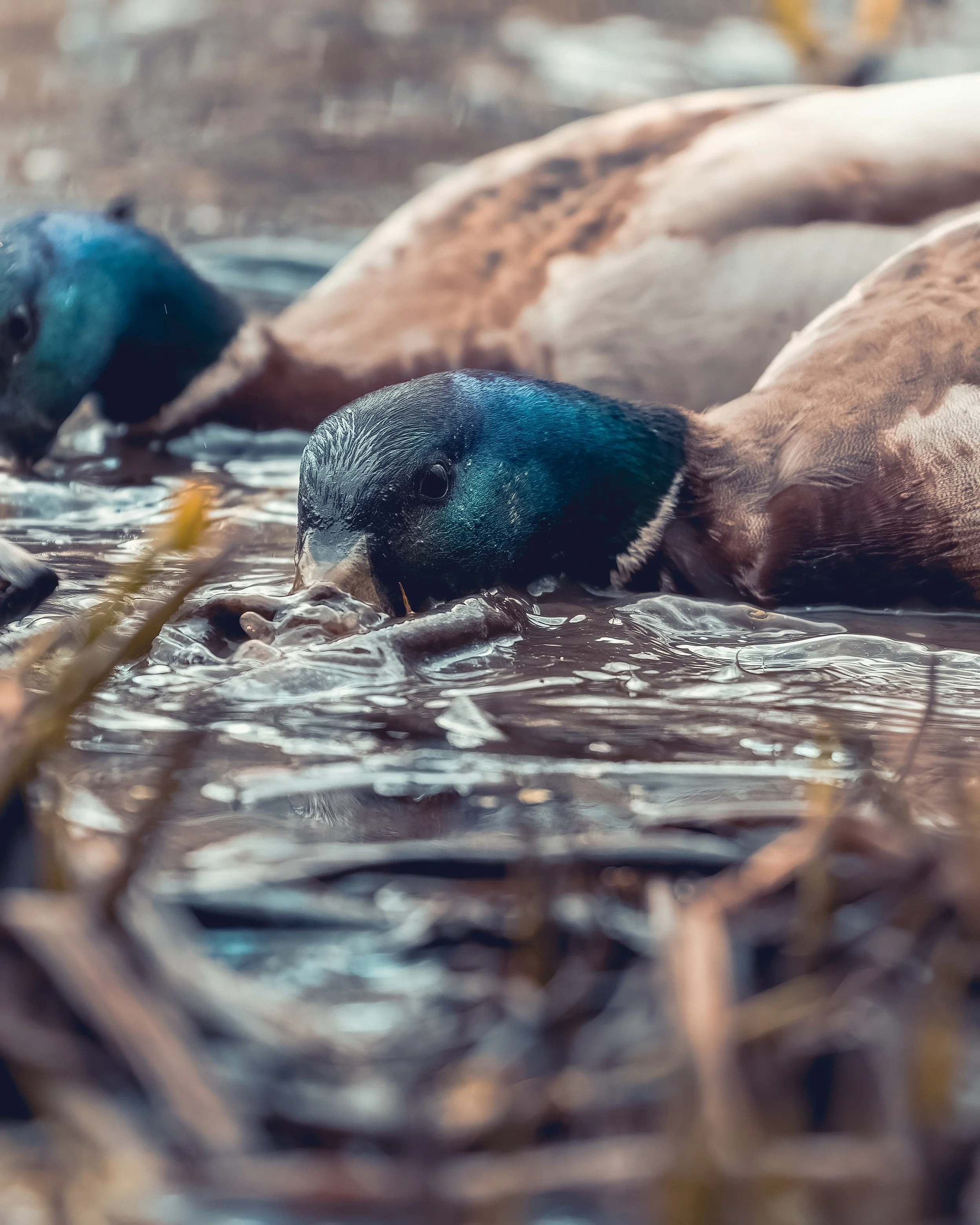 mallard-DeNoiseAI-clear.jpg