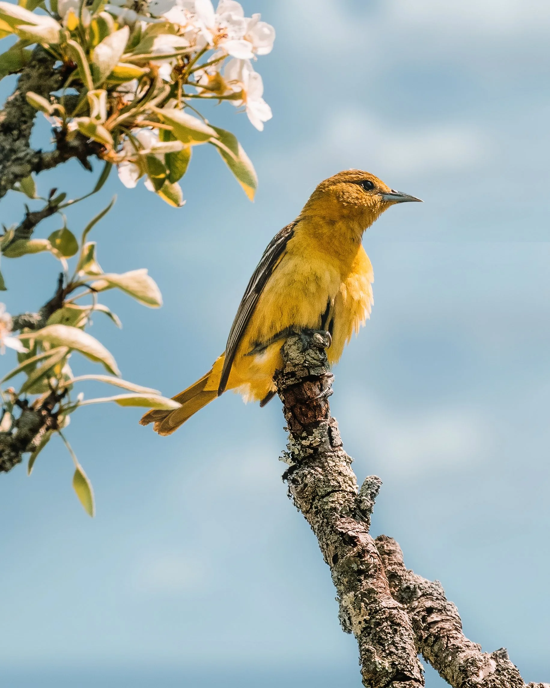 orioledemalenopoop-DeNoiseAI-denoise.jpg