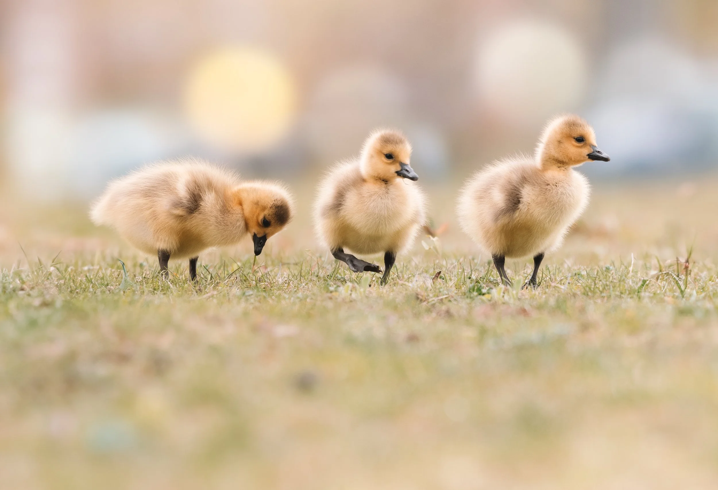 3goslings2024.jpg