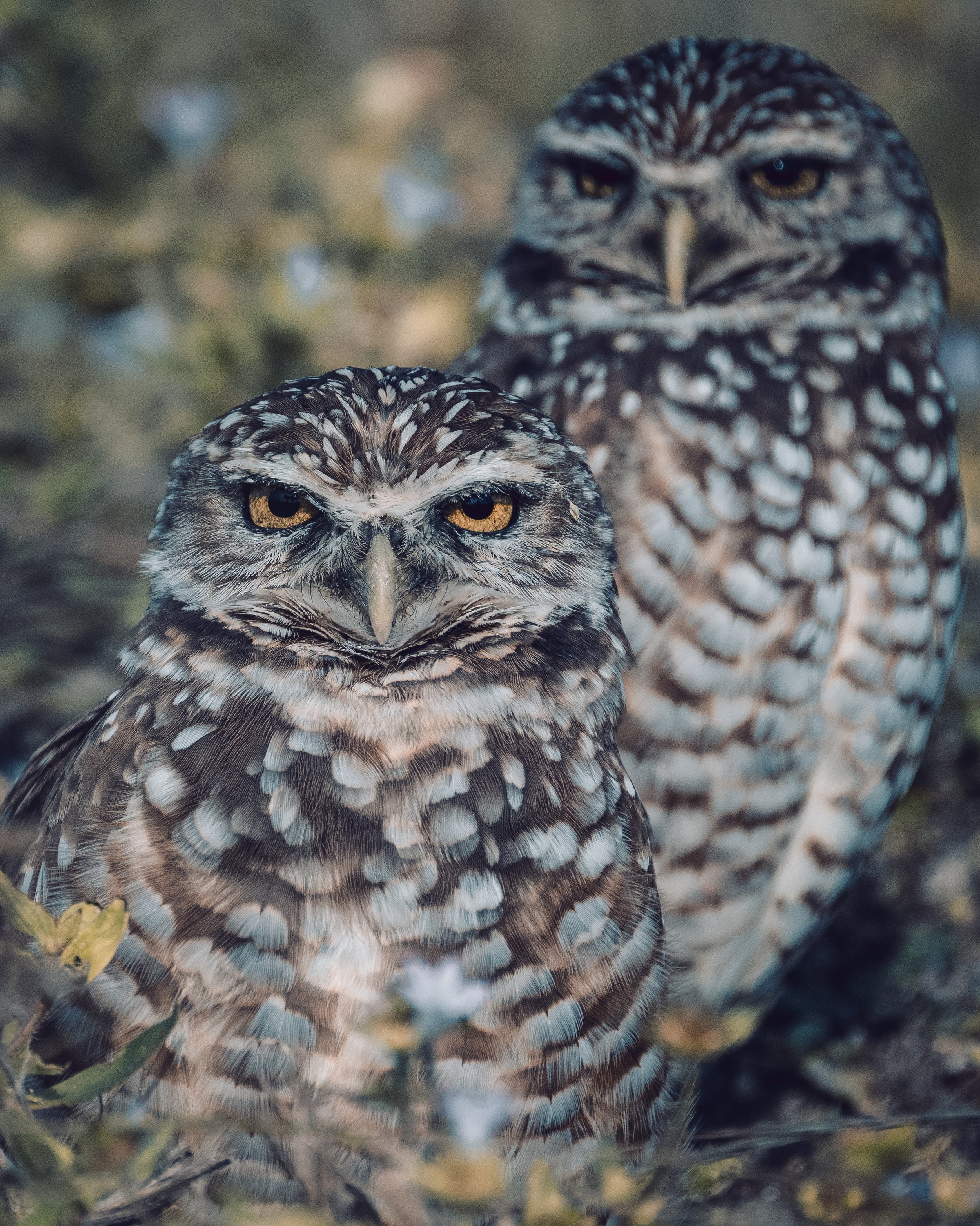 2owls.jpg