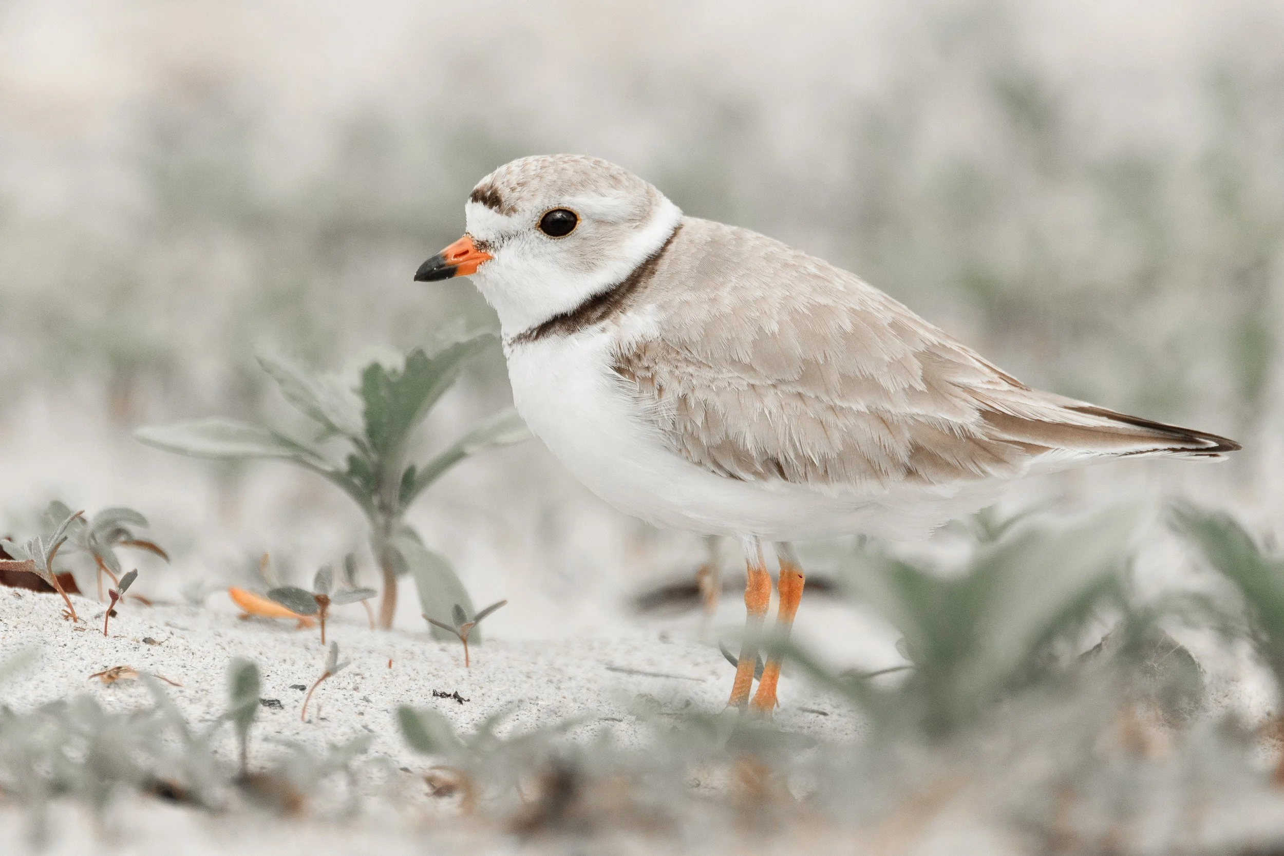 plover.jpg