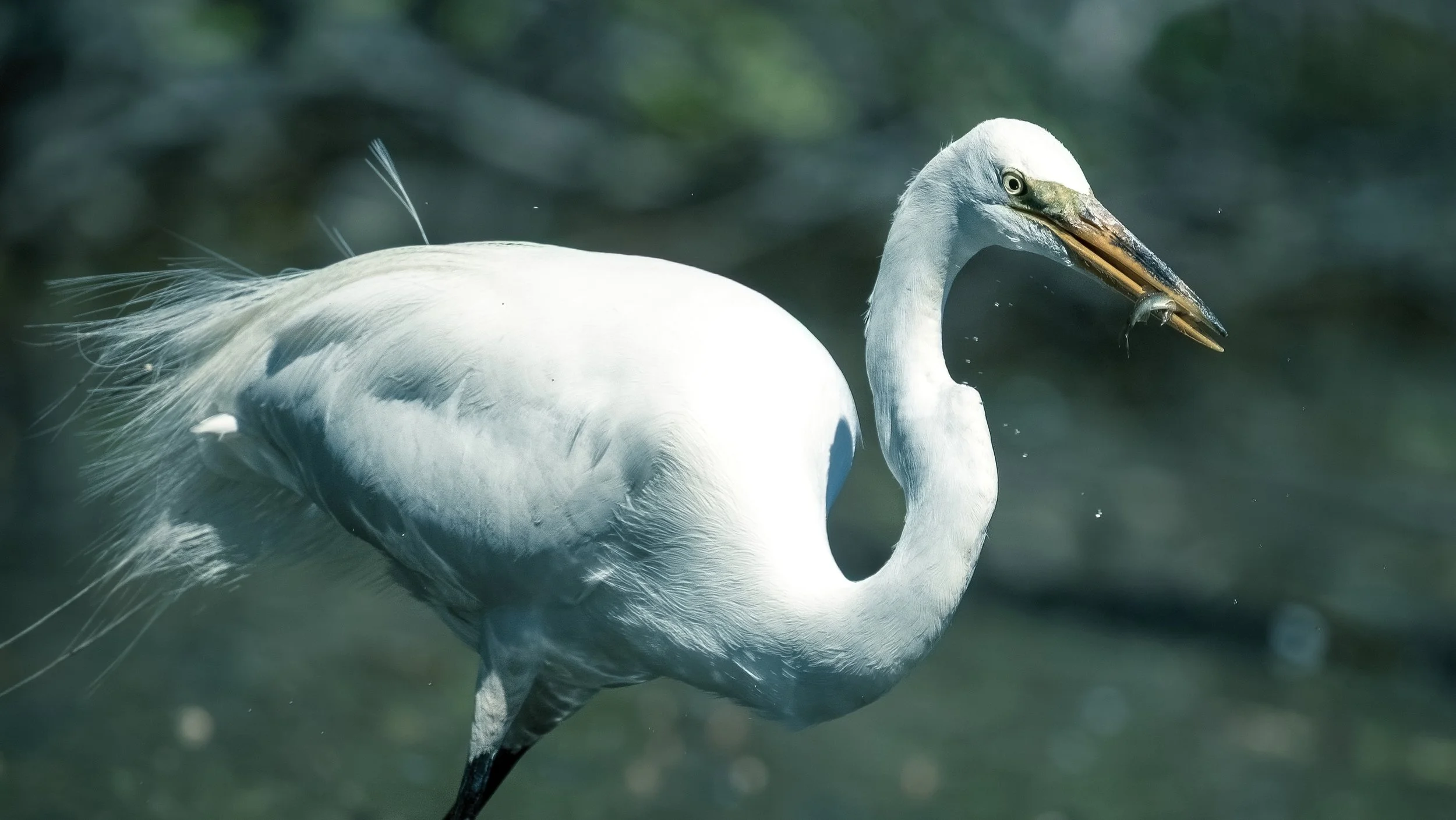 egret-2DNcrop.jpg