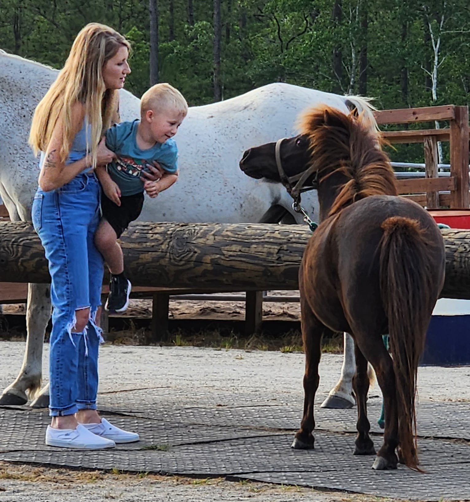 sfos farm animals.jpg