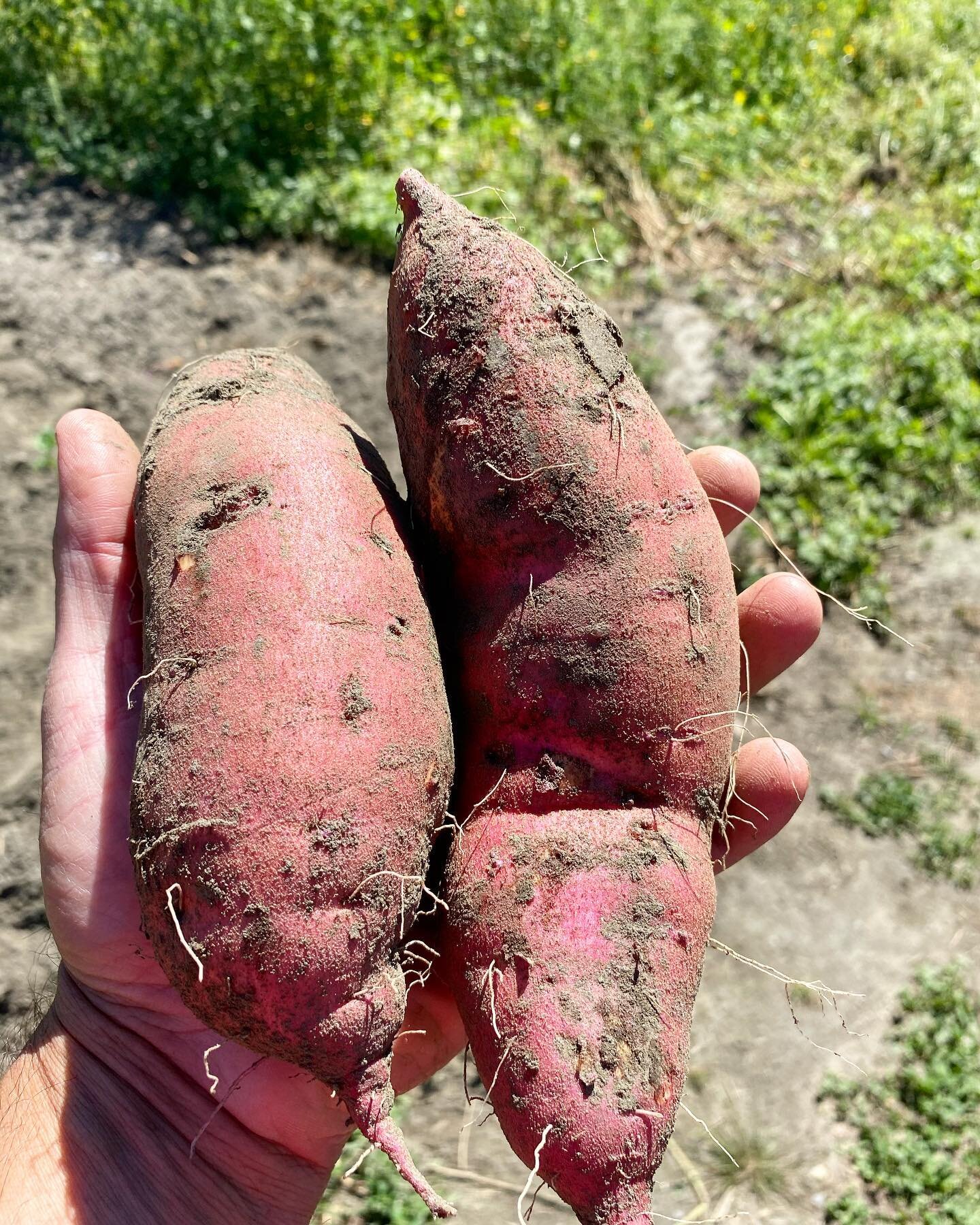 Checked just one plant today to see how they were coming along... these are just 2 of 5... I think they&rsquo;re doing just fine!
.
.
#sweetpotato #vermont #vermontfarm #knowyourfarmer #knowyourfood #buylocal #communitysupport #comingsoon #tubers #ro