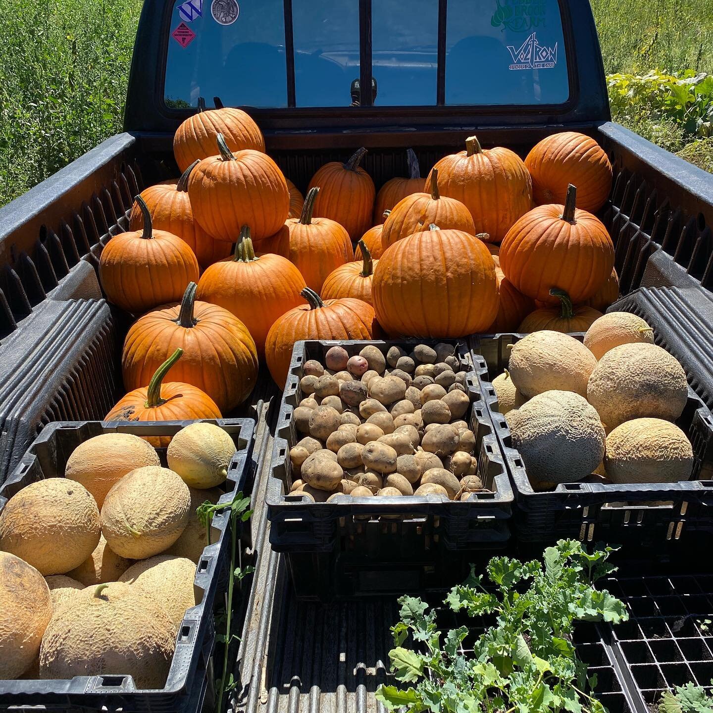 Melons, Taters and Pumpkins.... OH MY!!
.
.
#harvest #bounty #farmersbounty #knowyourfarmer #knowyourfood #melons #cantaloupe #potato #pumpkin #voltron