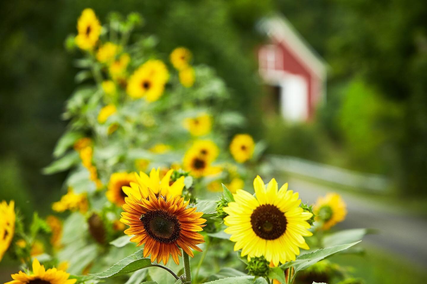 The final stand as summer wanes.
.
.
#sunflowers #autumniscoming #vermont #flowers #pebblebrookfarmvt