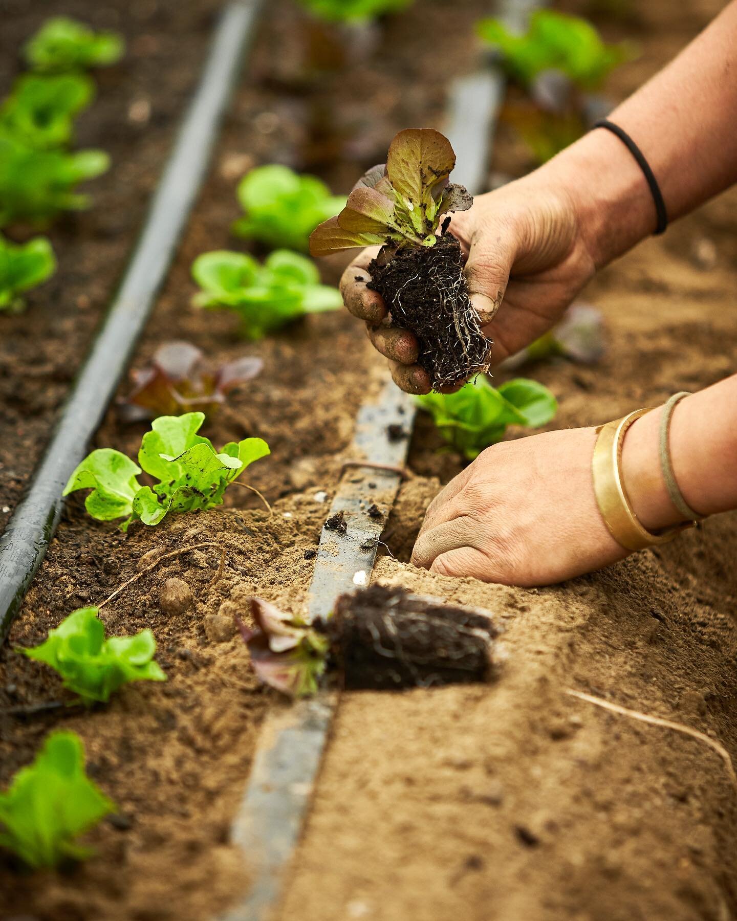 A couple of weeks ago we transplanted our fall crop of salad greens. Stay tuned... more tender sweet greens coming soon! 
.
.
#salad #greens #saladgreens #certifiedorganic #soilgrown #soilgrownforhealthandflavor #dontdirtyyoursoil #feedyoursoil @verm