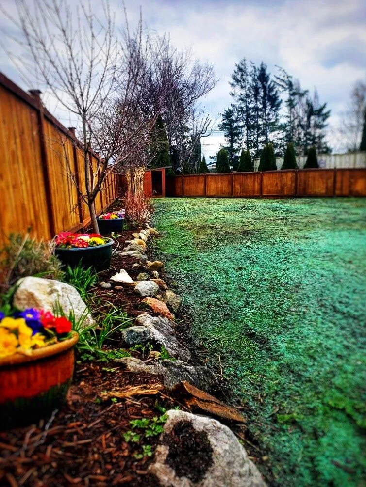 Fresh hydroseed application on newly graded residential yard