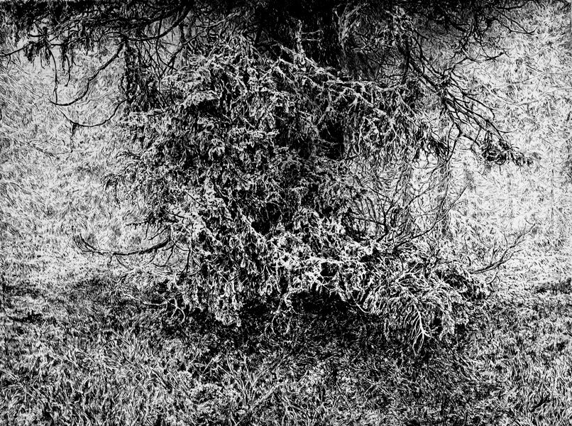 "Forest" - Lenka Falušiová