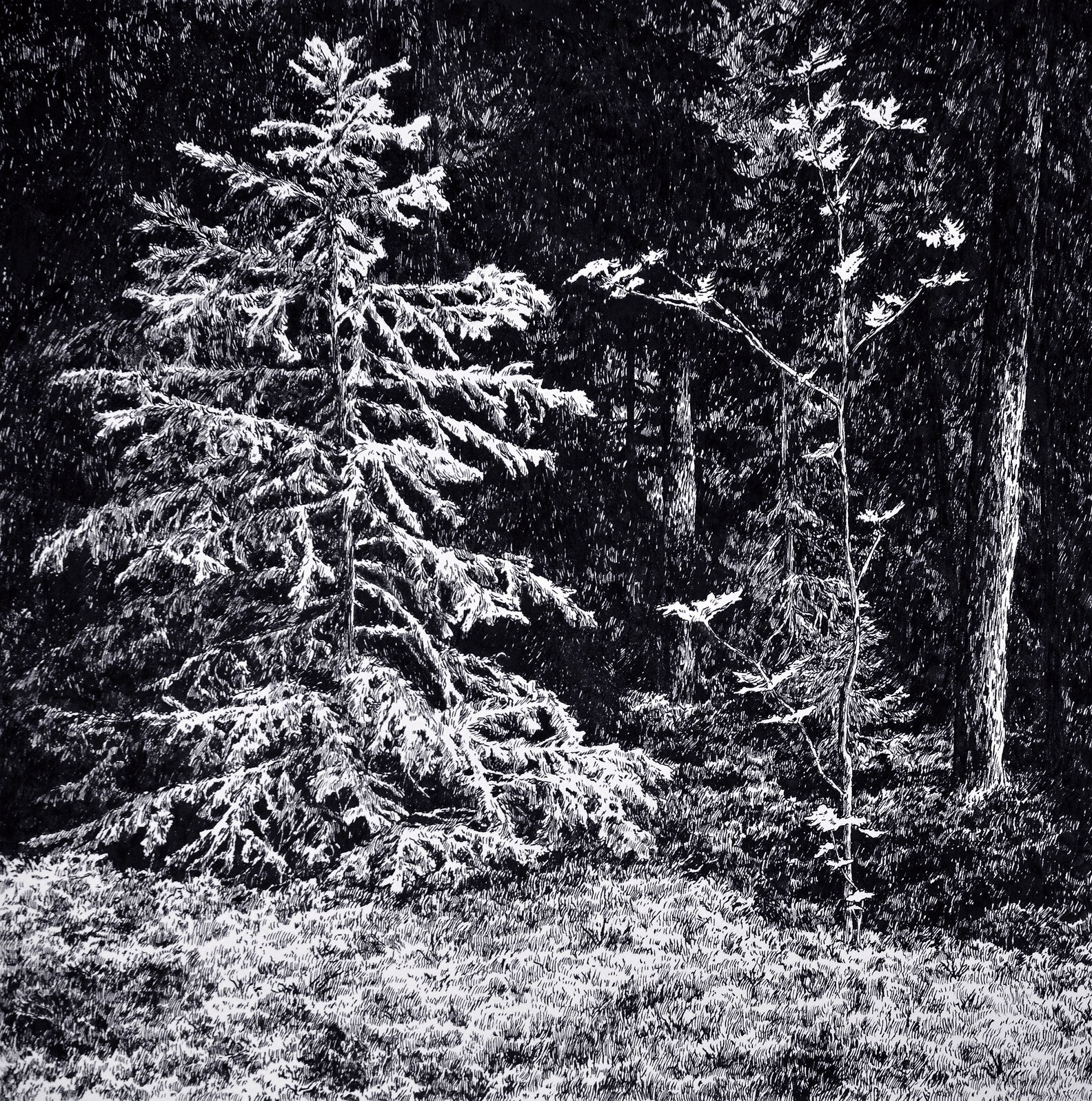 "Deep Forest" - Lenka Falušiová