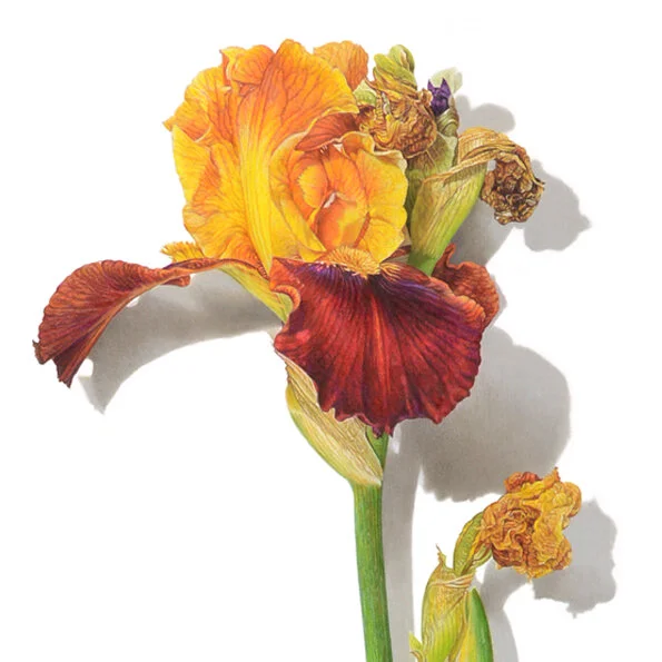 DVMO113_Iris Drawing, 2019_colored pencil on paper_27 x 15 in SQ copy.jpg