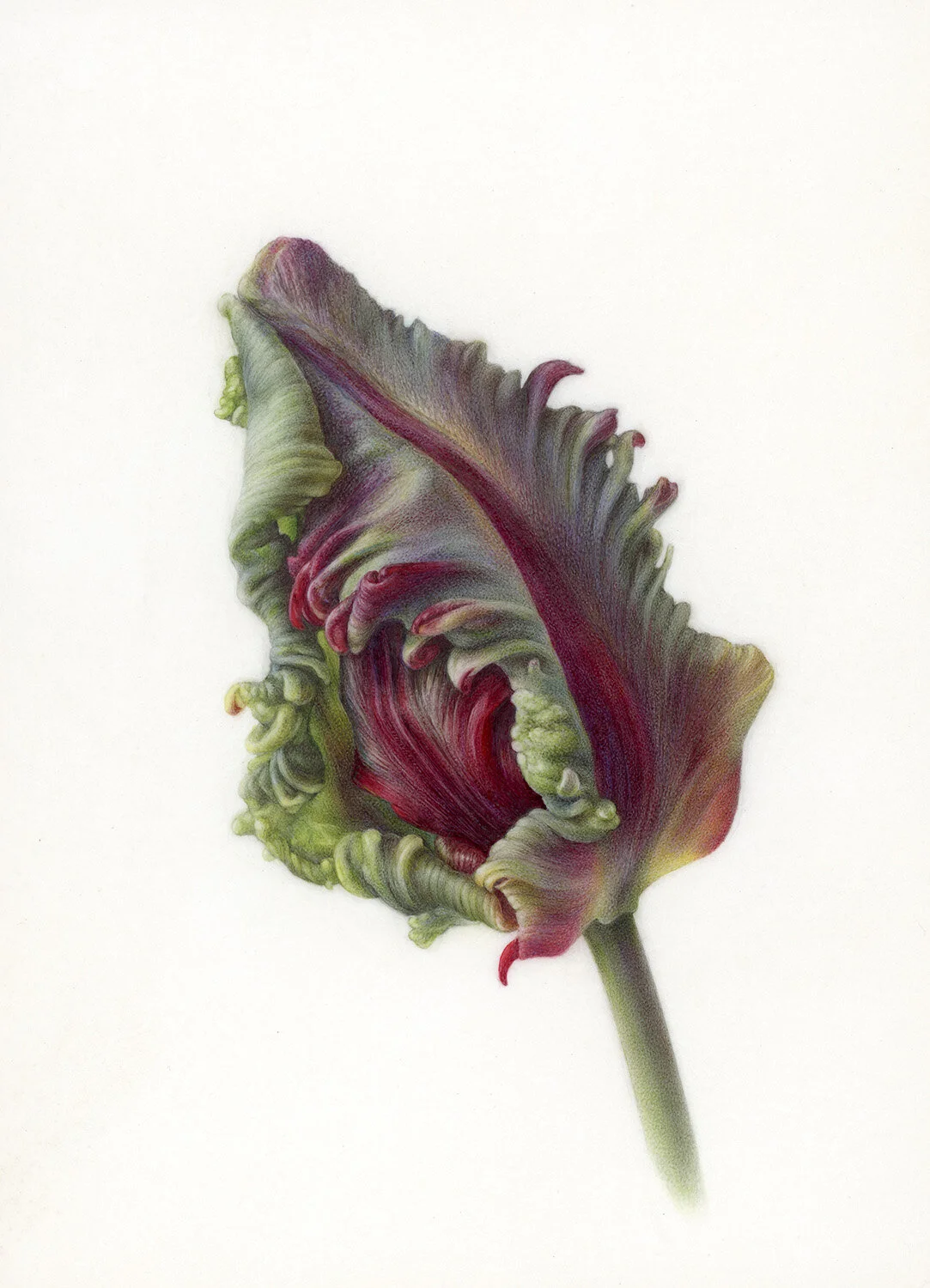 KISELYOVA_Rococo_Tulip_Bud_2020_18x13cm_watercolor_on_vellum.jpg