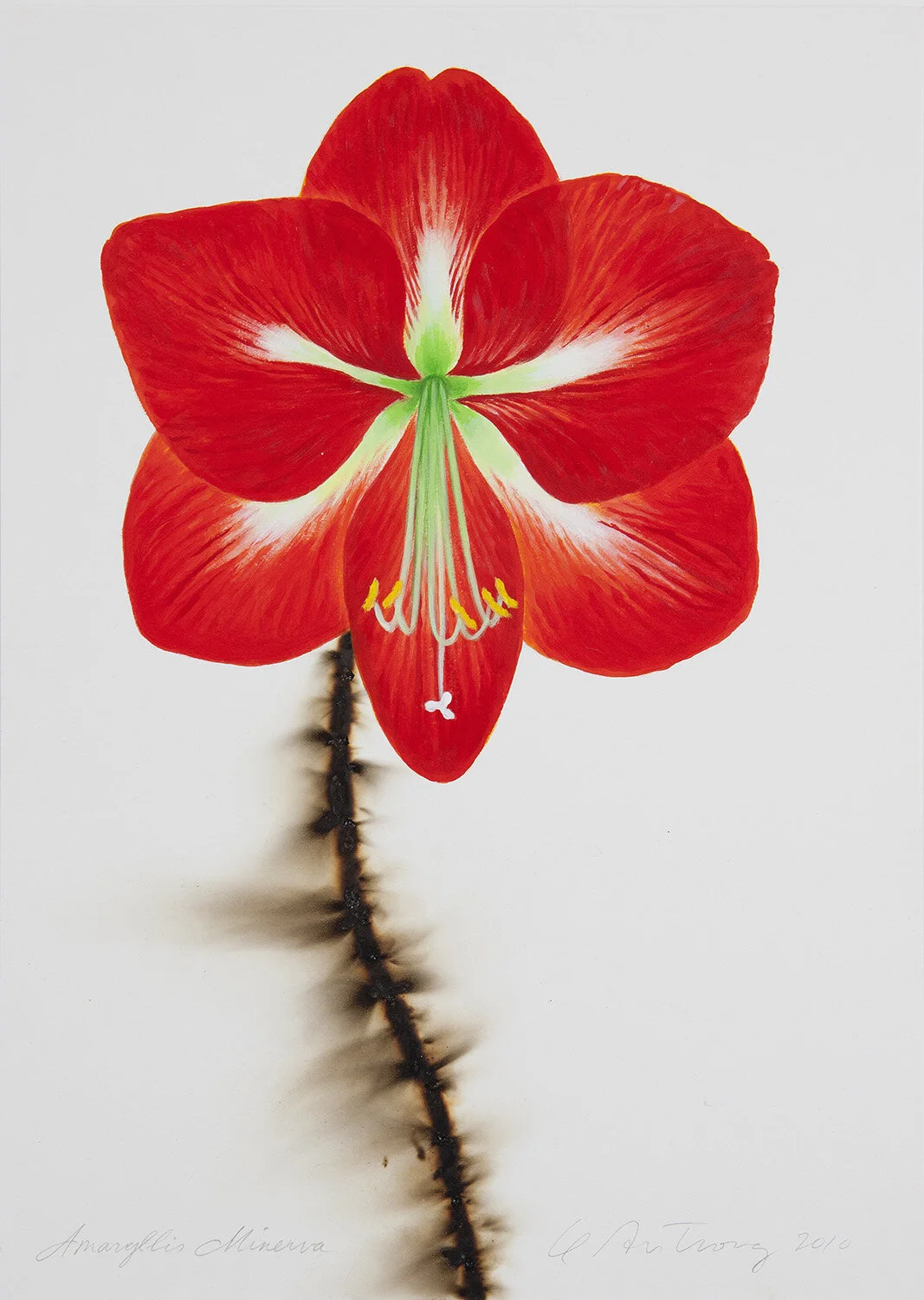 LCA001_Amaryllis Minerva, 2010_acrylic and bomb fuse on Strathmore board_14 x 10 in. copy 6.jpg