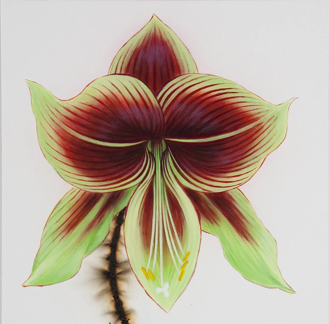 LCA002_Butterfly Amaryllis, 2010_acrylic and bomb fuse on Strathmore board_14 x 10 in. SQ.jpg