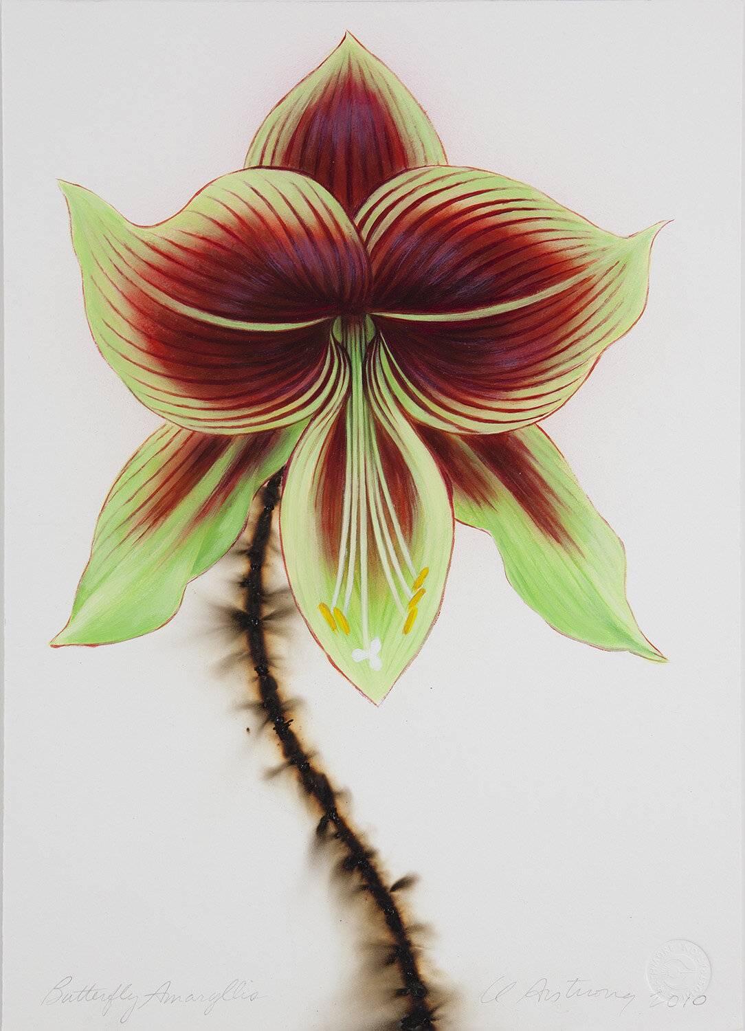 LCA002_Butterfly Amaryllis, 2010_acrylic and bomb fuse on Strathmore board_14 x 10 in. copy 6.jpg