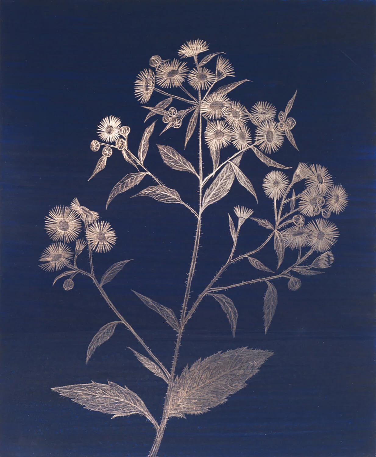 MAG041_Daisy Fleabane, 2019_14kgold_11x9 inches copy.jpg
