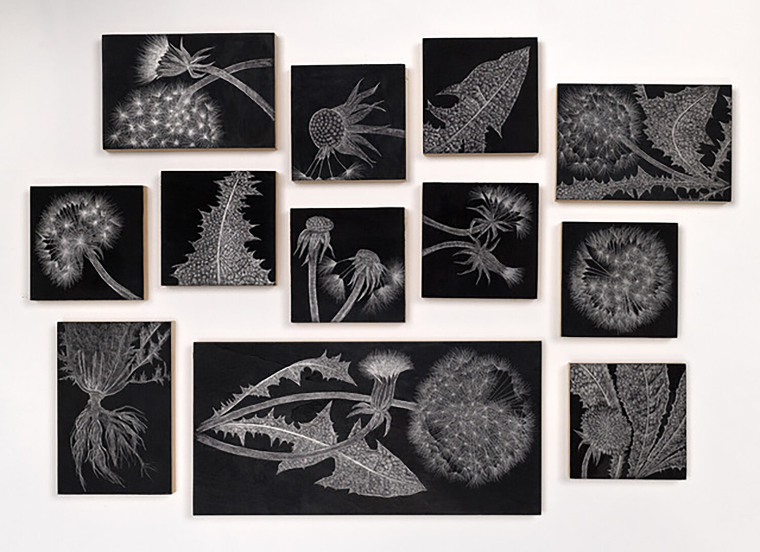 MAG047sml_Dandelion Field Studies, 2019_graphite on panel_18 x 24 in.jpg