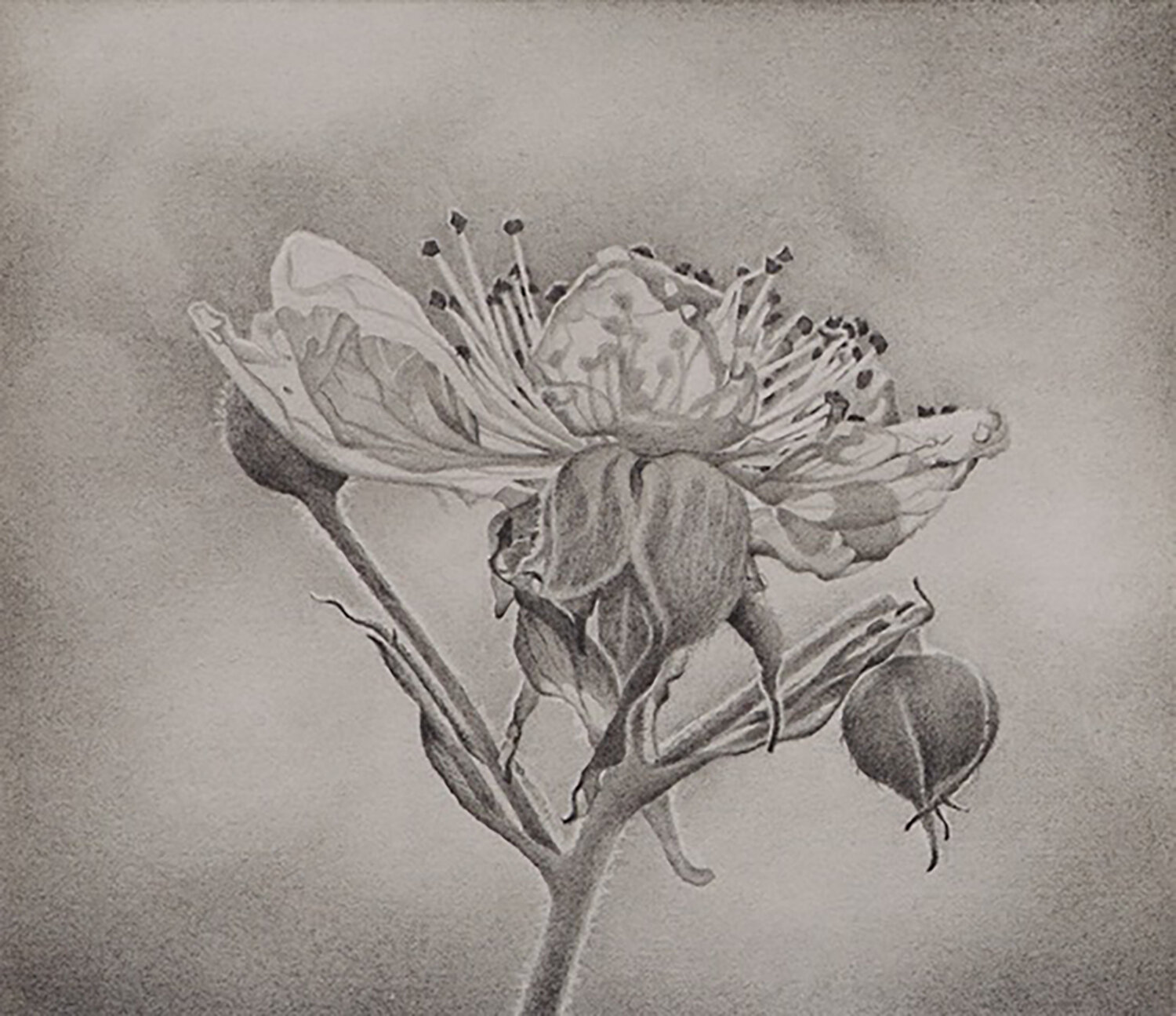MRE042sml_Flower Petals, 2018_graphite pencil on paper_7.5 x 8.75 in copy.jpg