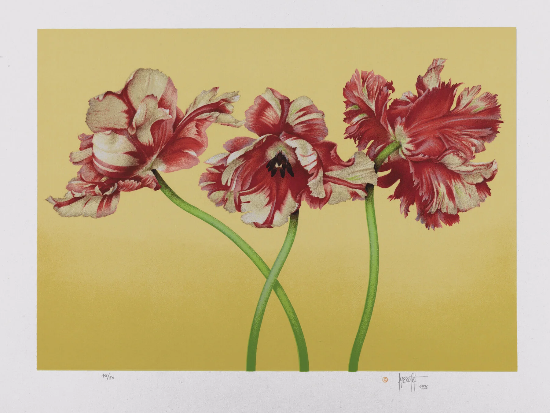 JoseE_PORTRAIT OF PARROT TULIPS-original silk screen print 35 x 48cm 1997-Jose Escofet.jpg