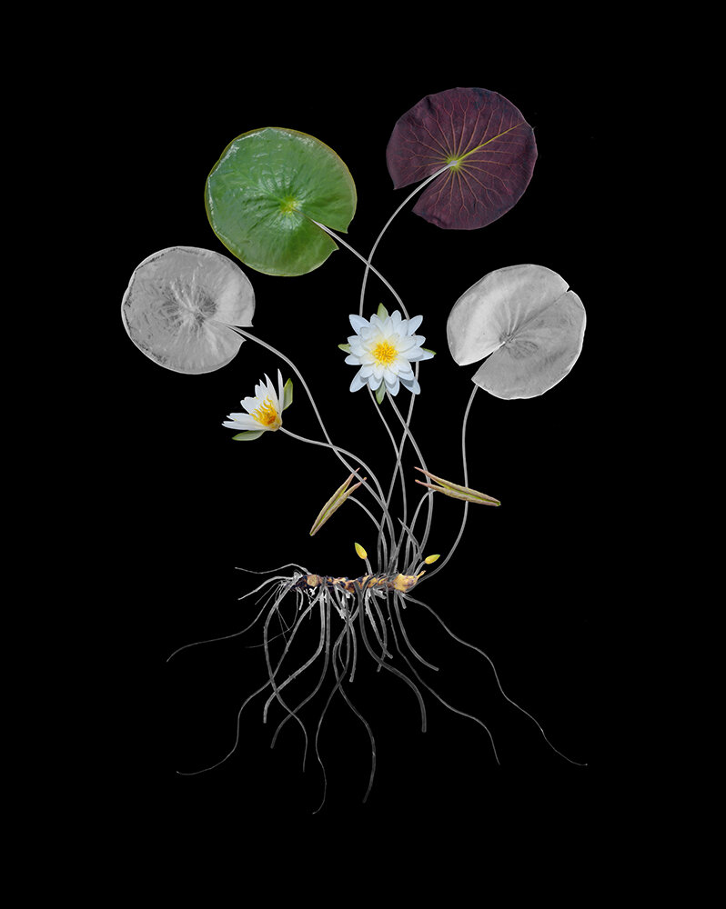 FIKEwaterlilly_small.jpg