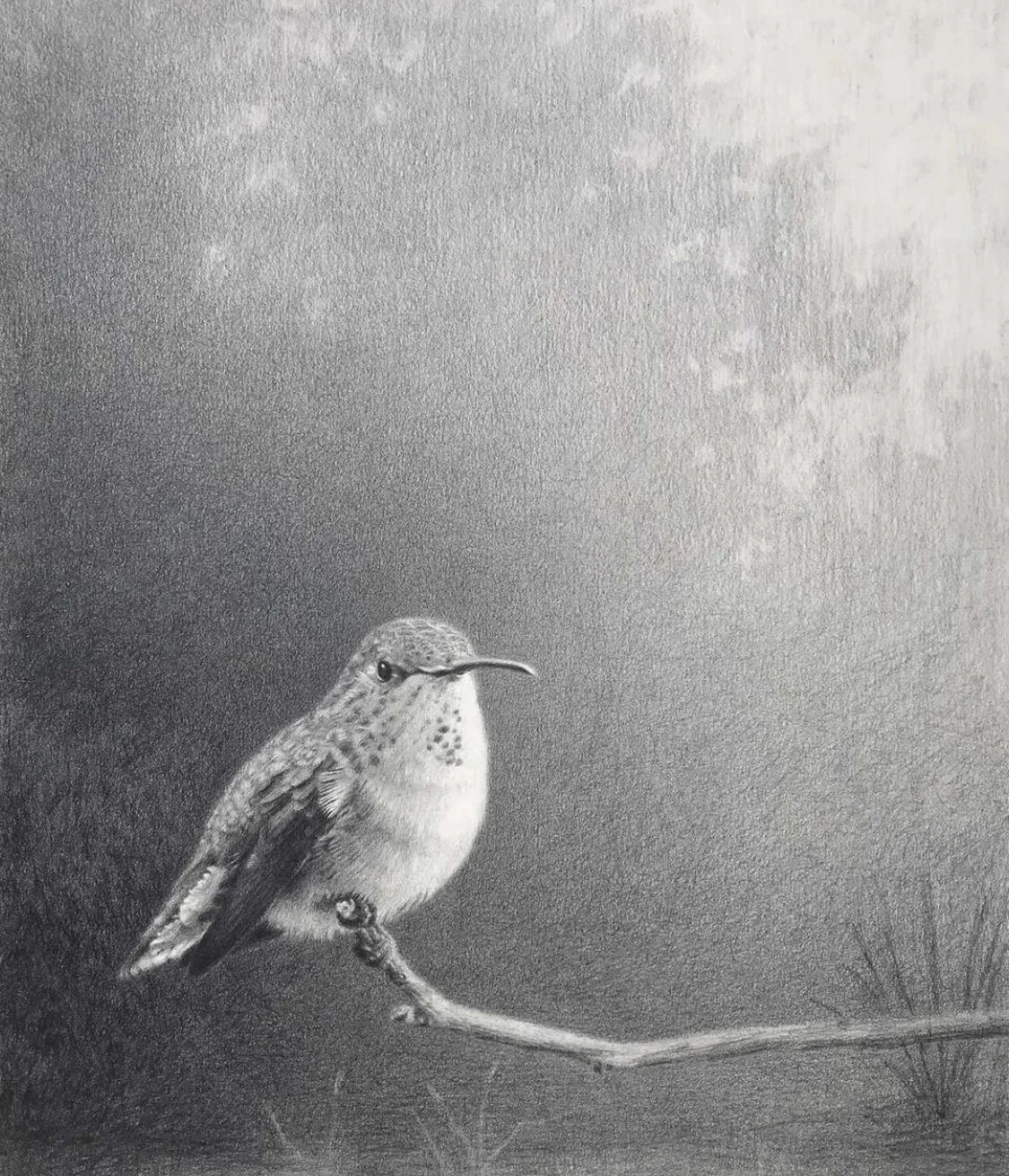 Susan McDonnell "On Guard", 11 x 9", graphite on paper, $1,500