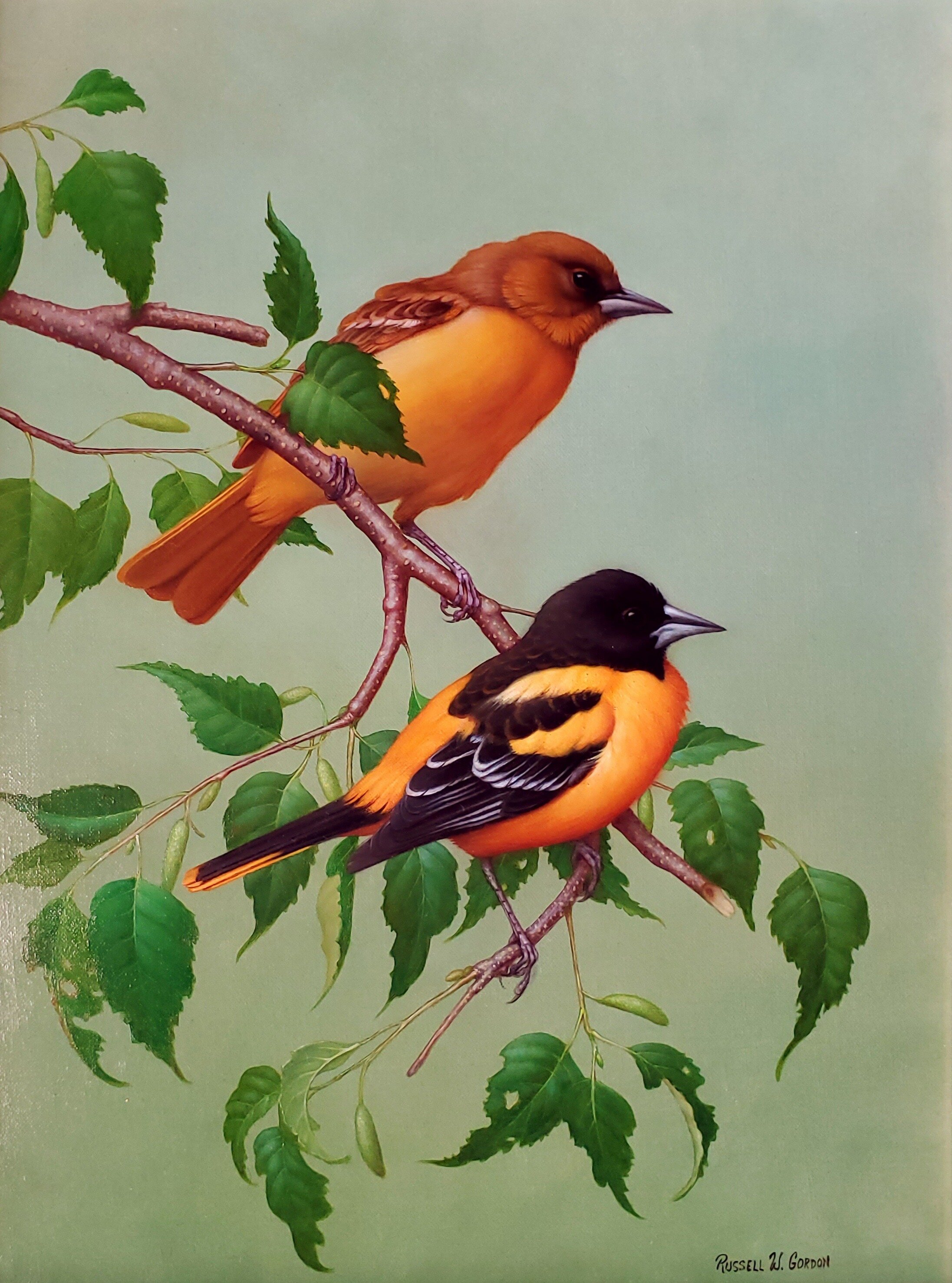 Russel Gordon "Orioles in Birch", 16 x 12", oil on linen, $3,000