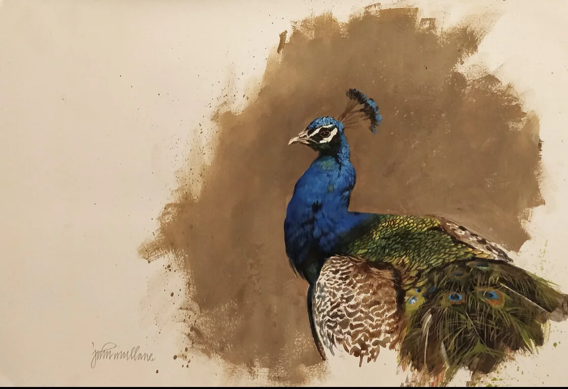John Mullane "Peacock", 11 x 16" acrylic on paper, $800
