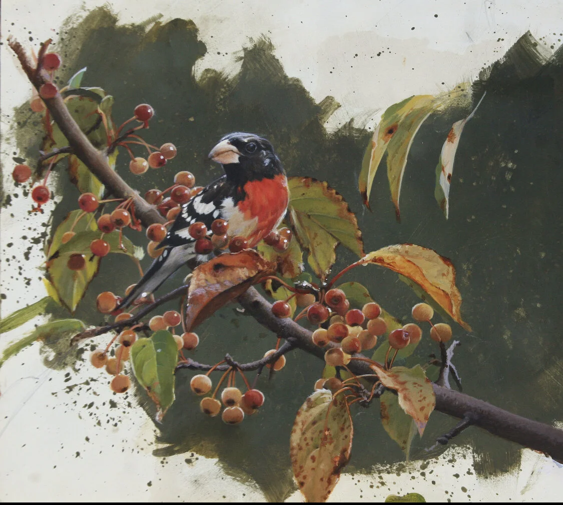 John Mullane "Rose-Breasted Grosbeak", 11 x 16", acrylic on paper, $2,000