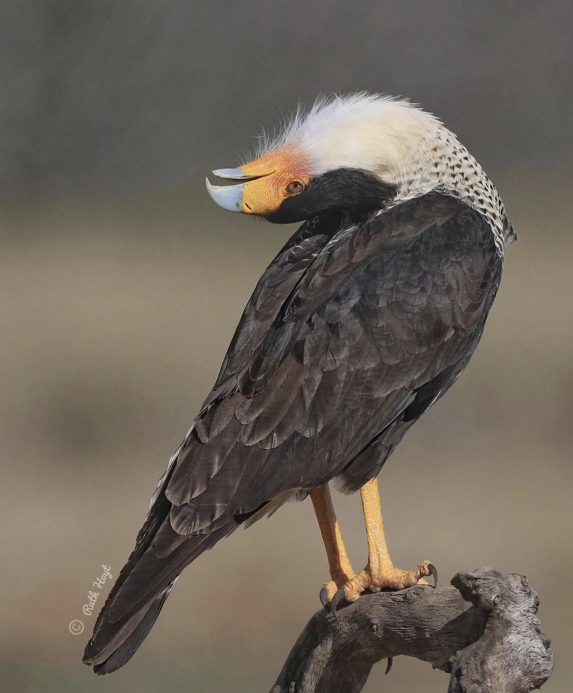 Ruth Hoyt "Crested Caracara", 36 x 24", photography, $1,700