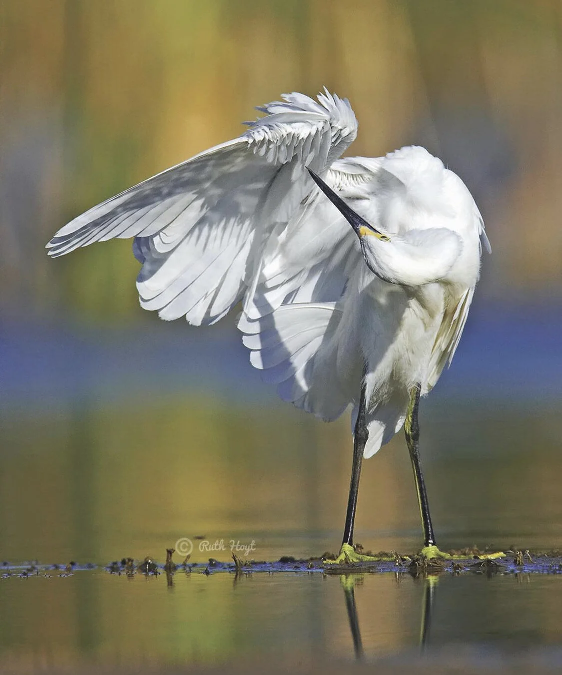 Ruth Hoyt "Snowy Egret", 36 x 24", photography, $1,700