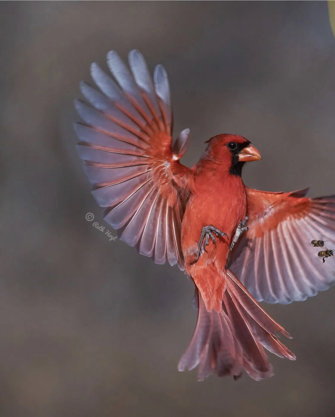 Ruth Hoyt "Northern Cardinal", 36 x 24", photography, $1,700