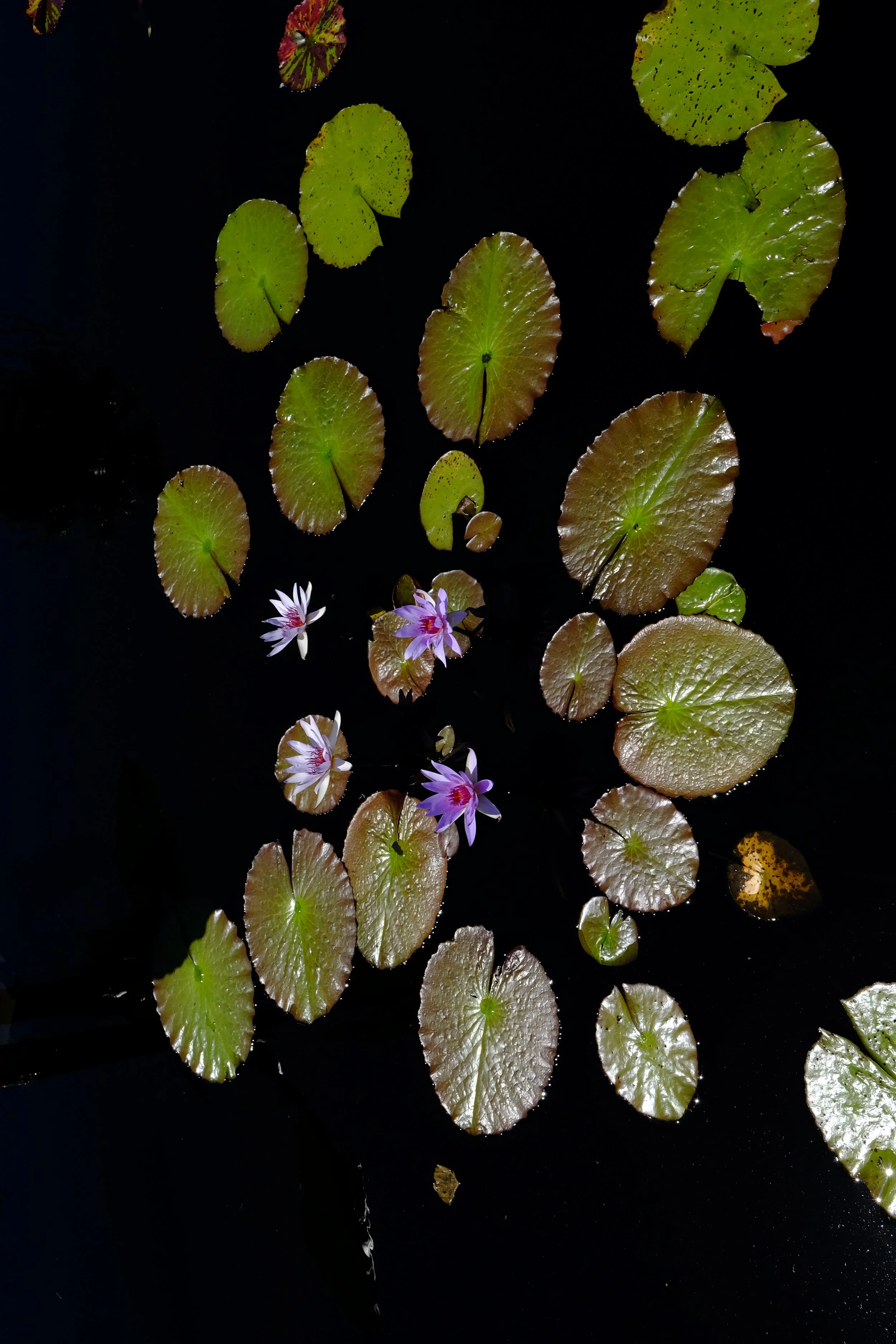 Venutia Giclee Print