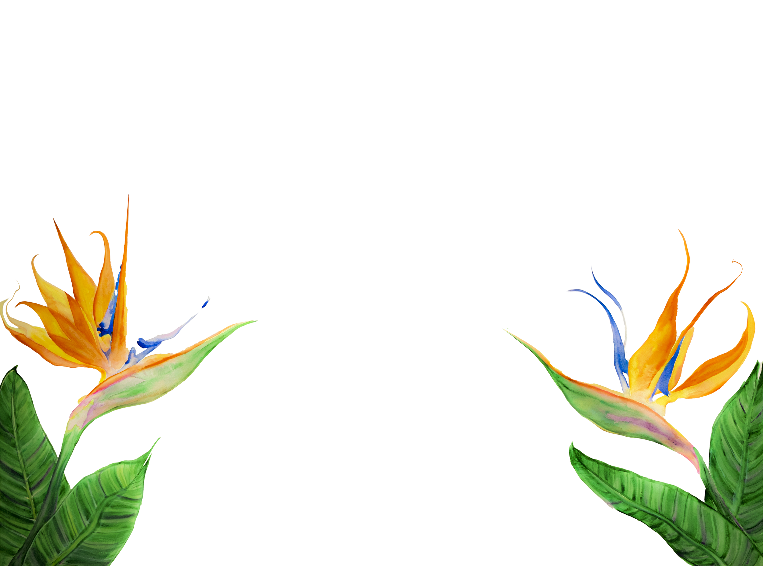 Birds of paradise copy.png