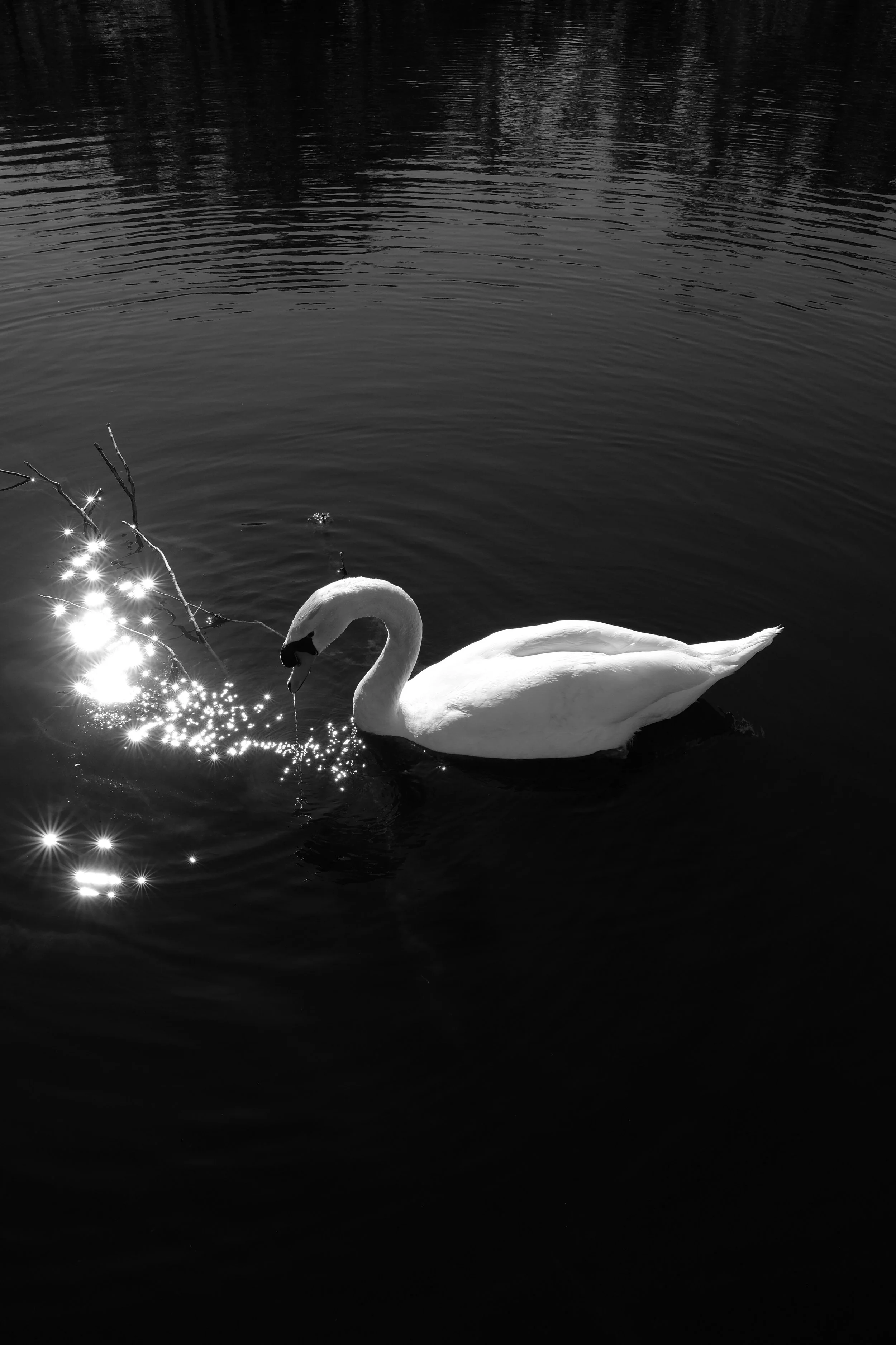 DSCF7664.jpg