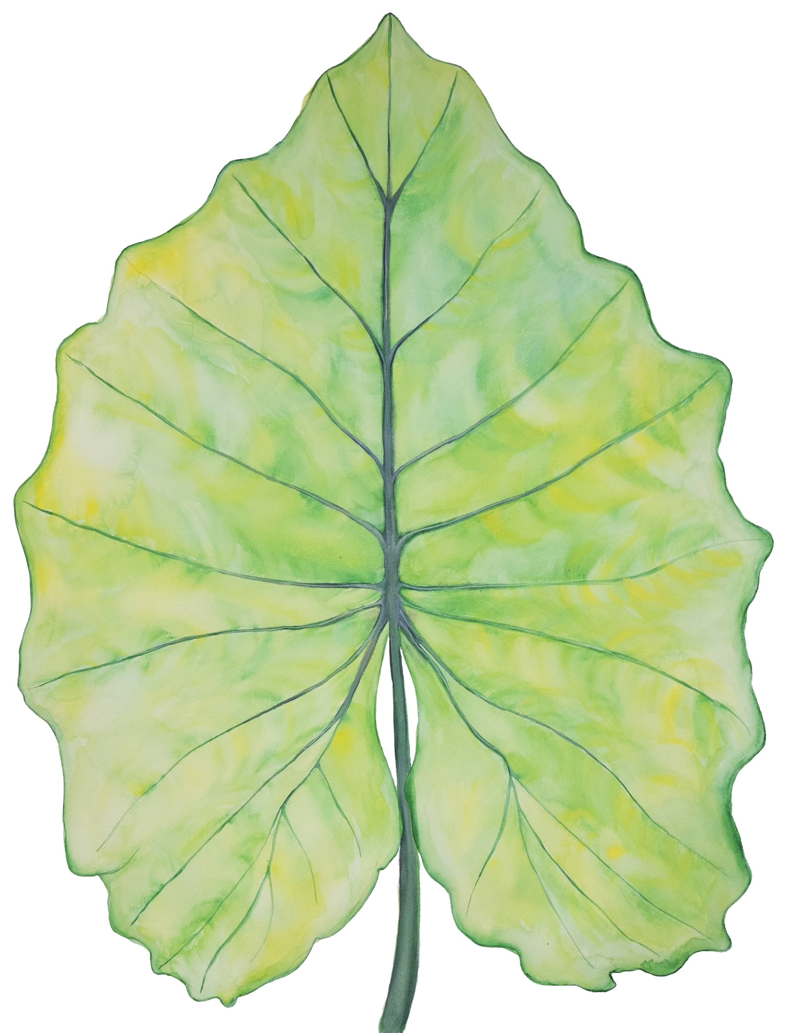 leaf copy.png