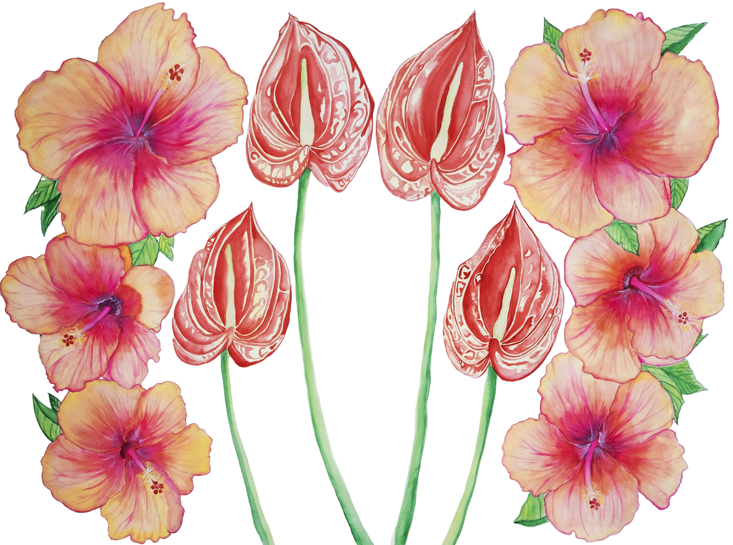 Hibiscus copy.png