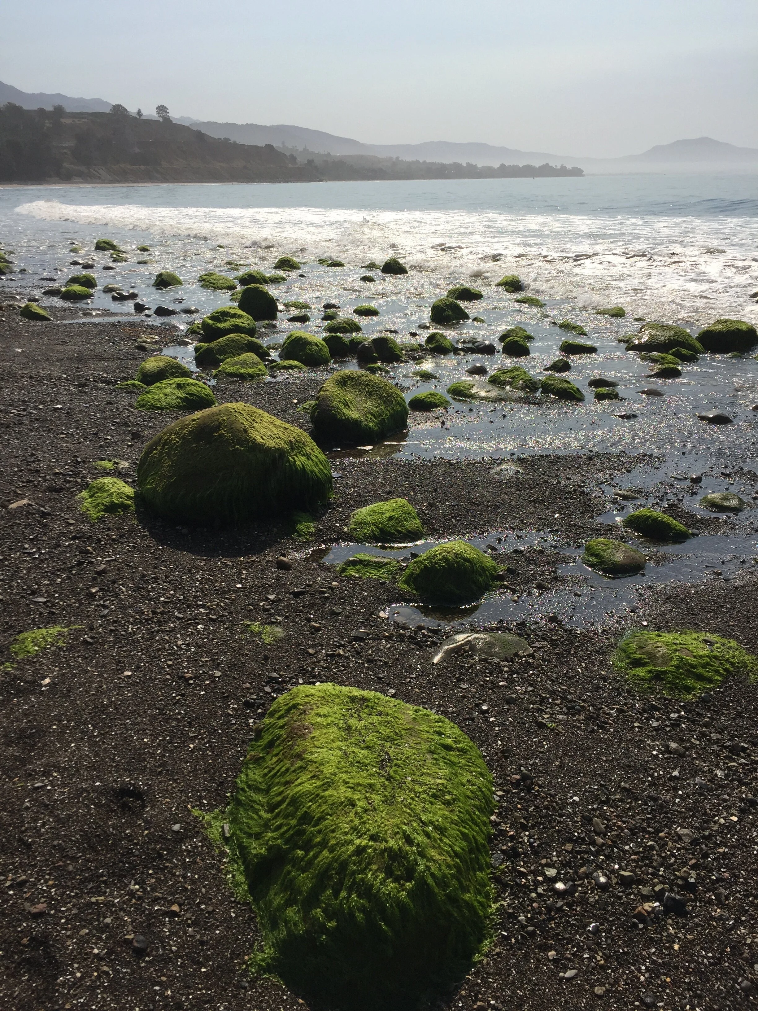 Holding Ground: Inner Resilience for Environmental Changemakers : Spirit Rock Online