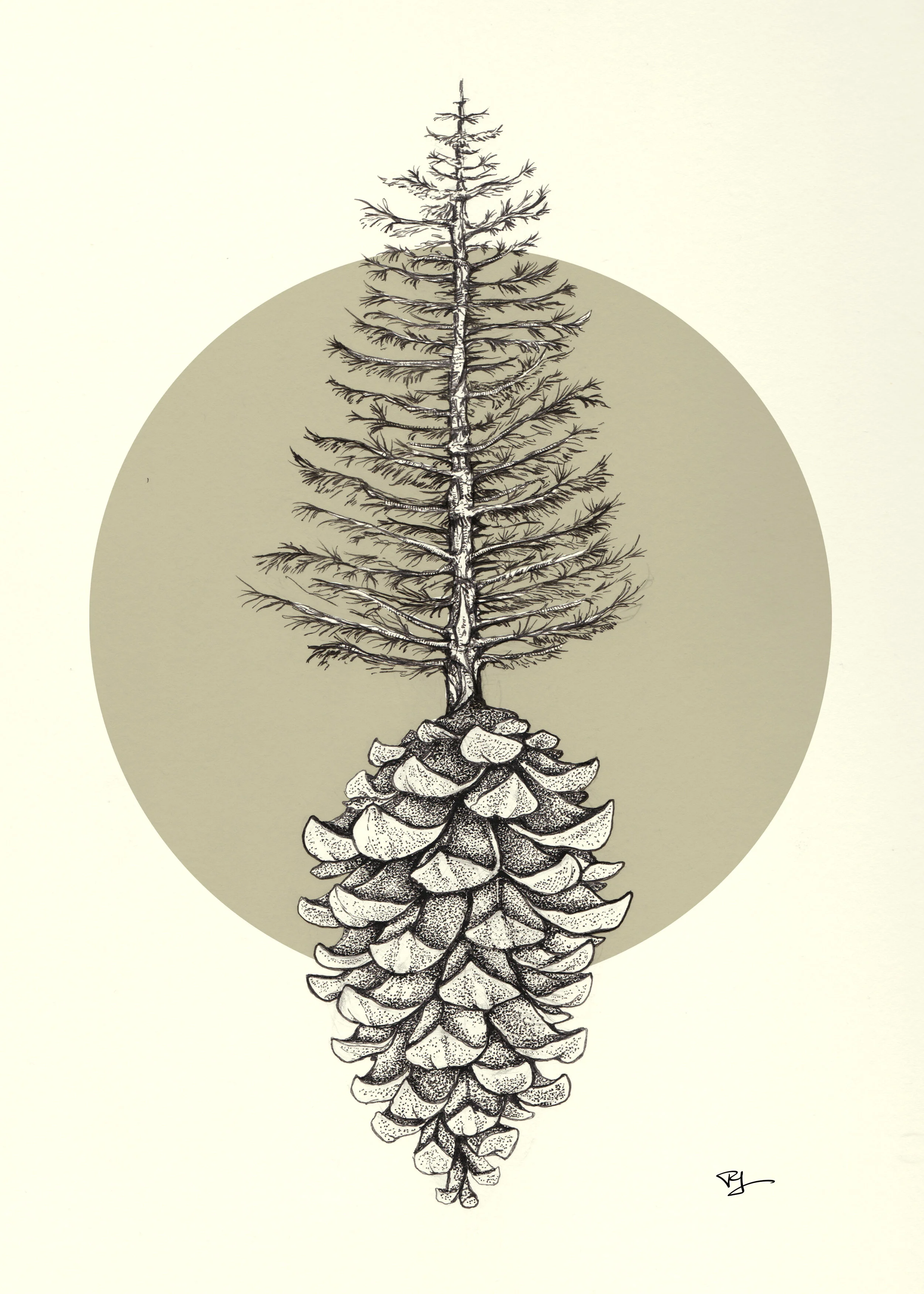 Pine_tree_cone_5x7.jpg