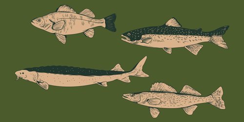 Shedd_Mens_Great+Lakes_LS_Recover_1-02.jpg