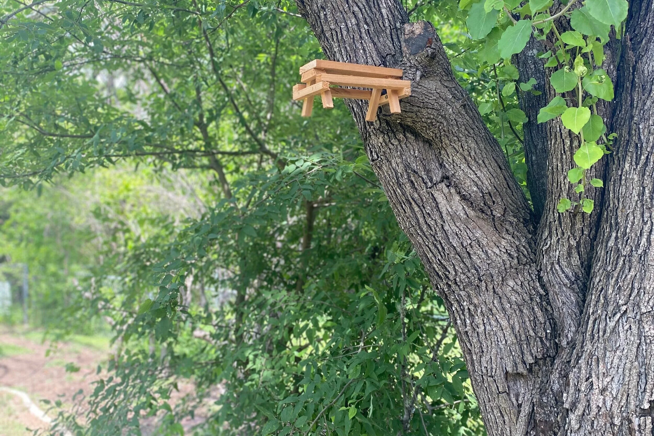 Squirrel+Picnic+Table+01.jpg